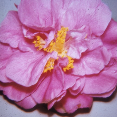 Terry Clayton Newell